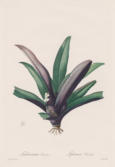 Die Liliengewächse: Tradescantia discolor von Henry Joseph Redouté