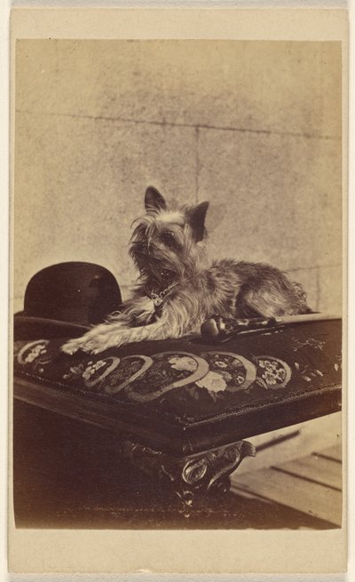 Hund auf einem Ottoman, neben einem Melonenhut und Spazierstock von Henry Pointer