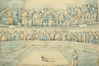 Hundekampf in der Westminster Pitt von Henry Thomas Alken