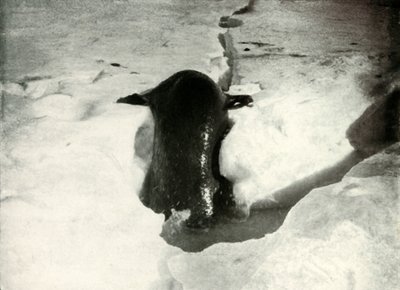 Ein Weddellrobbe steigt auf das Eis von Herbert Ponting