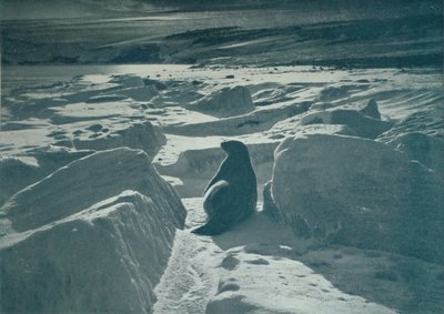 Ein Weddellrobbe am Strand, ca. 1911 von Herbert Ponting