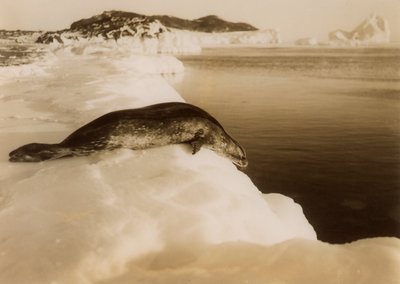 Ein Weddellrobbe kurz vor dem Tauchen am West Beach, Cape Evans, Antarktis, 1911 von Herbert Ponting