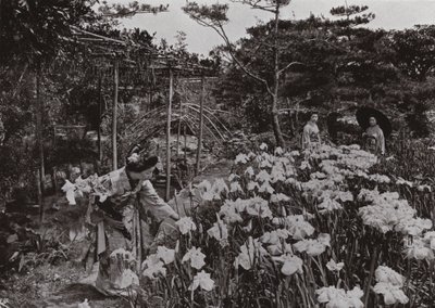 Im Irisgarten in Hori-kiri von Herbert Ponting