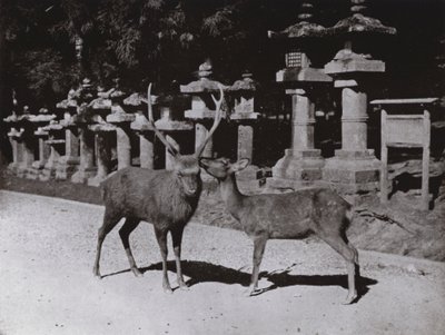 Hirsche, eine Studie in Nara von Herbert Ponting