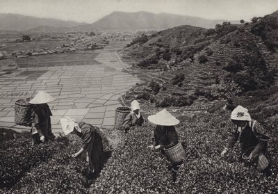 Japan in den 1920er Jahren: Teeernte von Herbert Ponting
