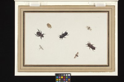 Studie von Käfern und Motten von Herman Henstenburgh