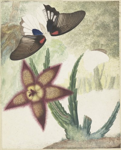 Zwei Schmetterlinge und eine fünfblättrige gelb-violette Blume von Hermanus de Wit