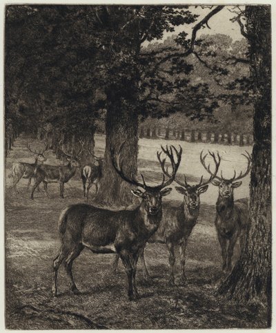 Hirsche im Windsor Park (Stich) von Heywood (after) Hardy
