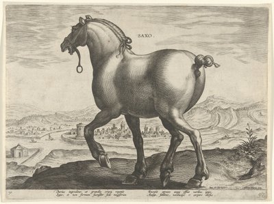 Pferd aus Sachsen von Hieronymus Wierix