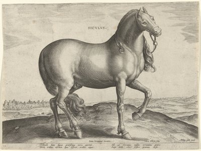 Pferd aus Sizilien von Hieronymus Wierix