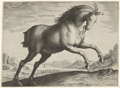 Pferd der Rasse Equus Regius (der Königliche) von Hieronymus Wierix