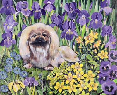 Peke im Blumenbeet von Hilary Jones