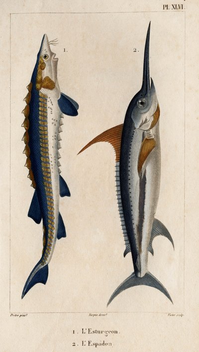 Stör und Schwertfisch. Fauna der Ärzte oder Geschichte der Tiere und ihrer Produkte von Hippolyte Cloquet - Band 6 - 1825. von Hippolyte Cloquet