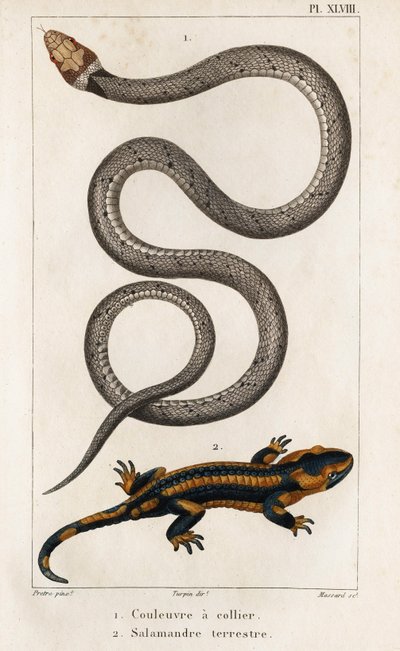 Die Halsbandnatter, Landsalamander. Fauna der Ärzte oder Geschichte der Tiere und ihrer Produkte von Hippolyte Cloquet - Band 6 - 1825. von Hippolyte Cloquet