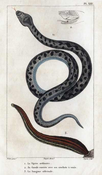 Die gewöhnliche Viper, sein Maul offen mit seinen Giftzähnen, das officinale Sangue. aus „Fauna der Ärzte oder Geschichte der Tiere und ihrer Produkte von Hippolyte Cloquet“ - Band 6 - 1825 von Hippolyte Cloquet