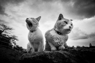 Grummelige gähnende Katzen von Hiroaki Kuroda