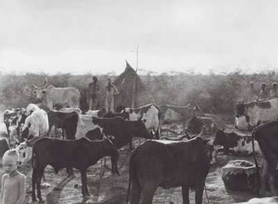 Afrika: Viehkraal am Ufer des Bahr el Zeraf von Hugo Adolf Bernatzik