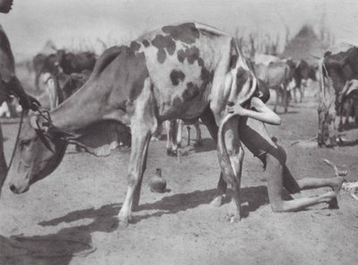 Afrika: Nördlicher Dinka bläst eine Kuh von Hugo Adolf Bernatzik