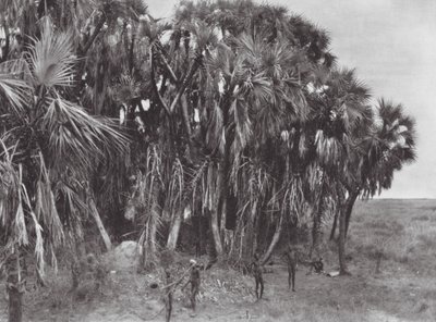 Afrika: Nuer-Jäger in einem Palmenwald von Hugo Adolf Bernatzik