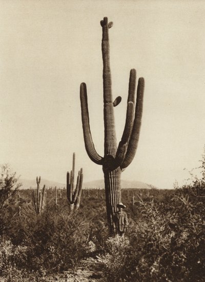 Mexiko: "Cereus giganteus" in der Umgebung von Magdalena, Bundesstaat Sonora von Hugo Brehme