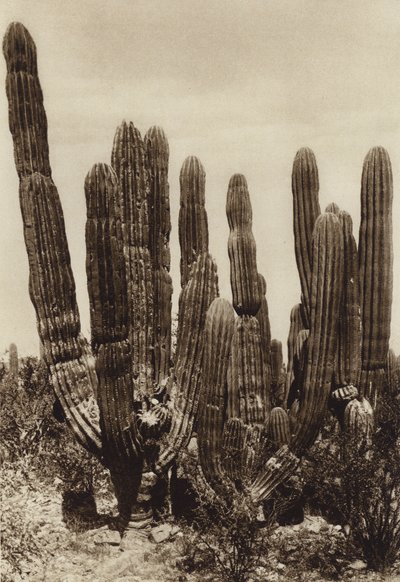 Mexiko: Guaymas, "Cereus Pringlei", Bundesstaat Sonora von Hugo Brehme