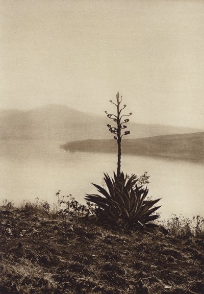 Mexiko: Ufer des Chapala-Sees mit blühenden Agaven von Hugo Brehme