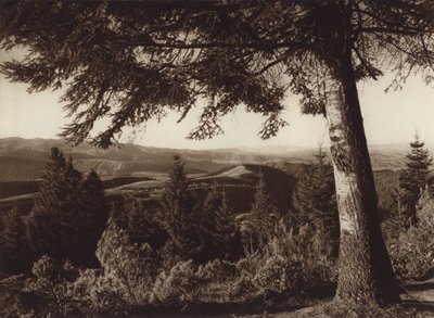 Mexiko: Nationalpark, Wüste der Löwen von Hugo Brehme