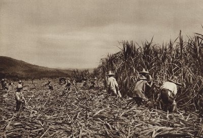 Mexiko: Tamasopo, Zuckerrohrernte von Hugo Brehme