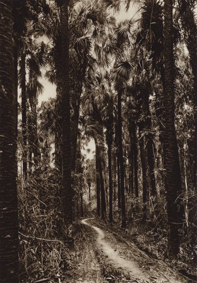 Mexiko: Tamasopo, Palmenhain von Hugo Brehme