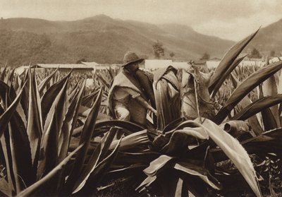 Mexiko: Tlachiquero, der Pulque aus einer Agavenpflanze saugt von Hugo Brehme