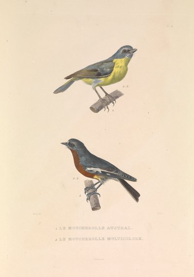 Der australische Fliegenschnäpper und der bunte Fliegenschnäpper von Hyacinthe Yves Philippe (1781 1846) Potentien