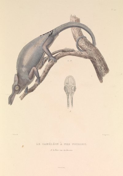 Der Gabelnasen-Chamäleon von Hyacinthe Yves Philippe (1781 1846) Potentien