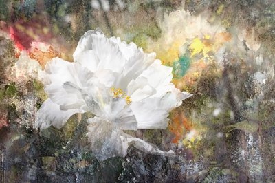 Träumerische Weiße Blüte von Igor Kopcev