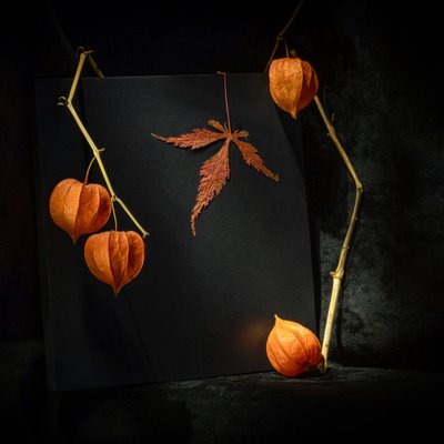 Stimmungsvolle Herbst-Physalis von Igor Kopcev
