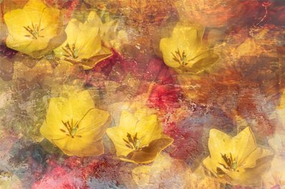 Strukturierte Gelbe Tulpen von Igor Kopcev