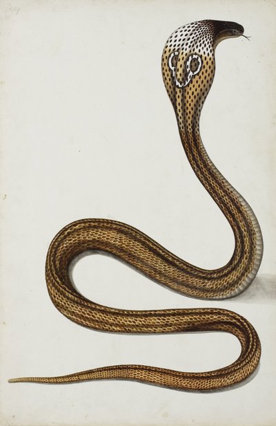 Eine Kobra (Maja tripudians) mit gespreizter Haube, 1785-89 von Indian School