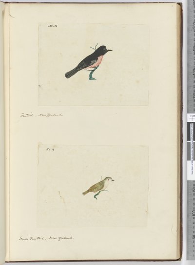 F.13 Fächerschwanz, Neuseeland  F.14 Kleiner Fächerschwanz, Neuseeland, 1772-75 von Isaac Smith