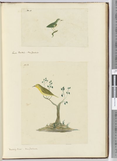 F.15 Kleiner Fächerschwanz, Neuseeland  F.16 Spottdrossel, Neuseeland, 1772-75 von Isaac Smith
