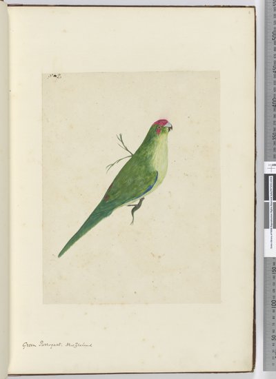 F.2 Grüner Sittich, Neuseeland, 1772-75 von Isaac Smith