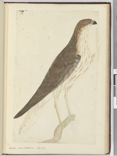 Falke. Neukaledonien. (Sept. 1774), 1772-75 von Isaac Smith