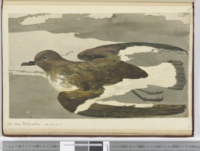 Möwe genannt Port Egmont Henne. Gesehen bei 50° S., 1772-75 von Isaac Smith