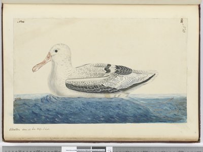 Albatros. Gesehen auf See in hohen südlichen Breiten, 1772-75 von Isaac Smith