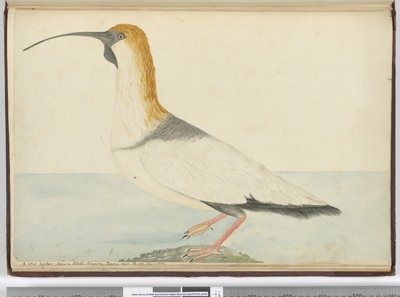 Ein neuer Brachvogel. Gesehen auf Staten Island, Feuerland, Jan. 1774, 1772-75 von Isaac Smith
