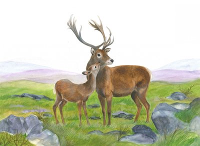 Hirsch und junge Hirschkuh von Isabelle Brent