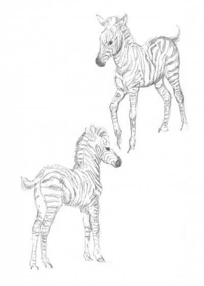 Zebrafohlen von Isabelle Brent