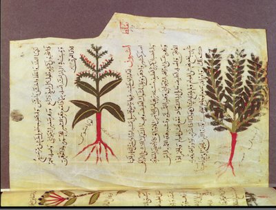 Ms. Arabe 4947 fol.84, Pflanzen aus einem Traktat von Dioscorides, 13. Jahrhundert von Islamic School