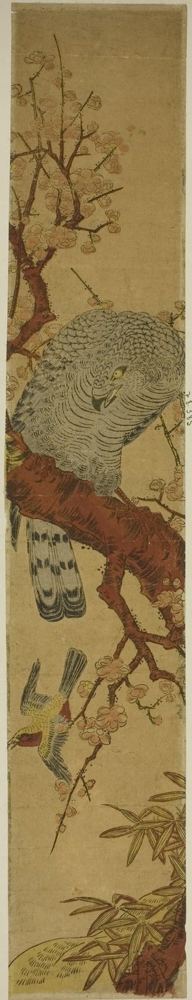 Falke auf Pflaumenzweig, der auf fliehenden Vogel herabblickt von Isoda Koryusai