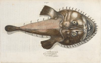 Krötenfisch, Illustration aus 