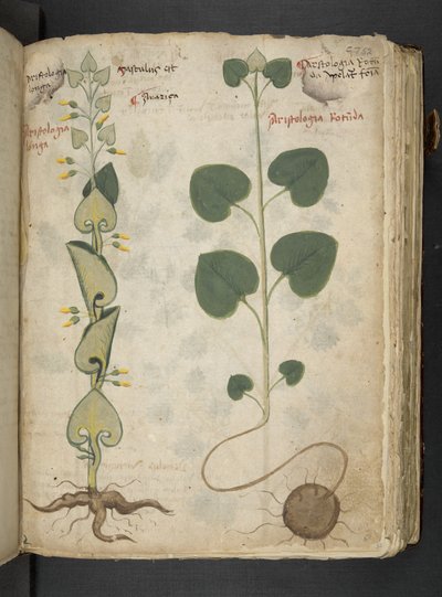 Ein Kräuterbuch, Belluno von Italian School