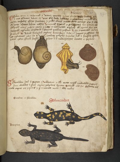 Chiocciole und Salamandra, aus Ein Kräuterbuch, Belluno von Italian School